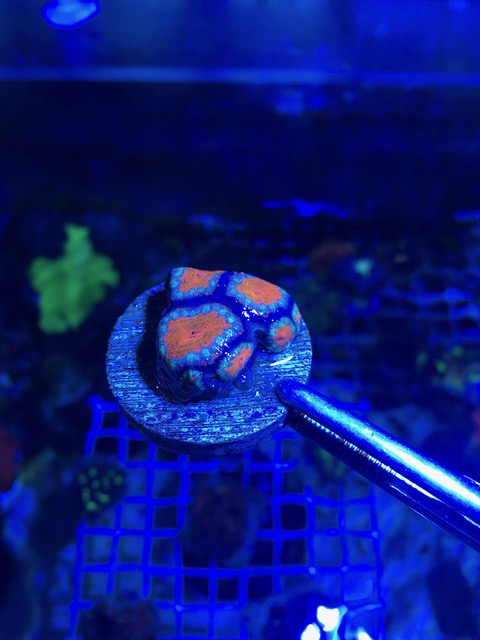a multi-colored coral glows under a blue light